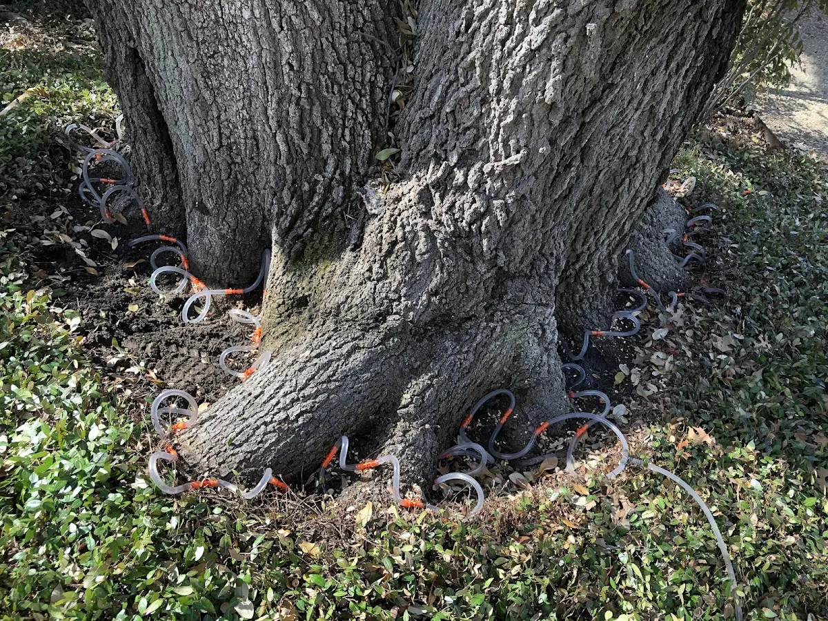 Detailed Tree Cabling and Bracing job site in Rush Springs