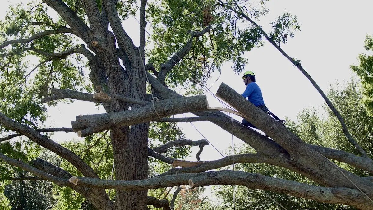 Professional Crown Thinning performed by certified arborists in Rush Springs